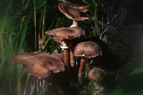 151110 Paddenstoelen Sietse Engbrenghof
