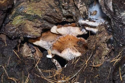 151110 Paddenstoelen Sietse Engbrenghof2