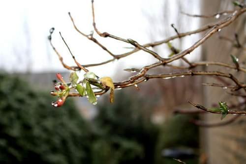 160106WinterBirgitBrouwerVariant