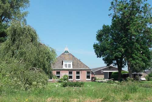 160701 Scharren Tien beschermde boom