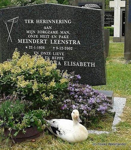 160613 Eend bij grafsteen
