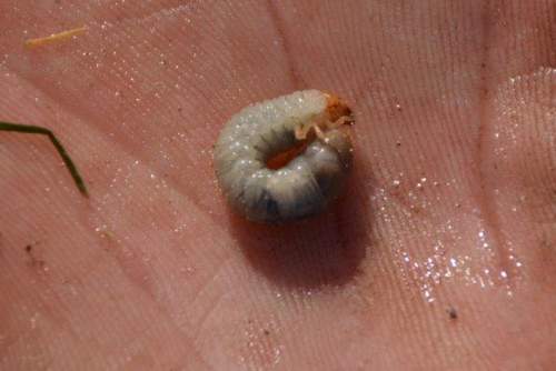 160819 Engerlingen emelten Renado nematoden