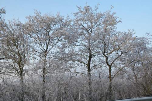 161205 Winterspeldenprikje variant bomen