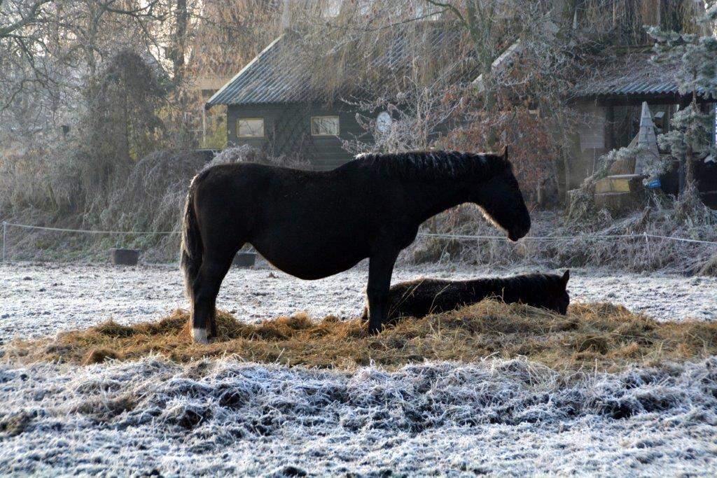 161205 Winterspeldenprikje variant paarden