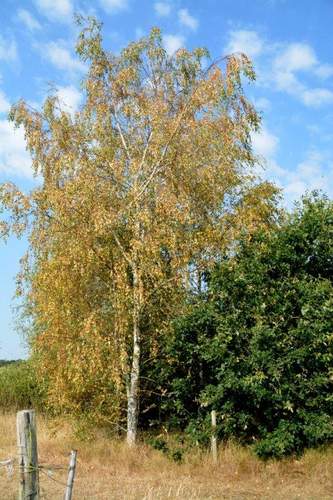 190801 Herfstkleuren1