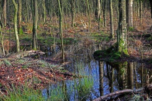 20022020 Vegeinbos wateroverlast 21