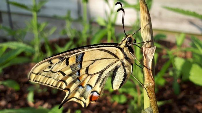 rups henk 3