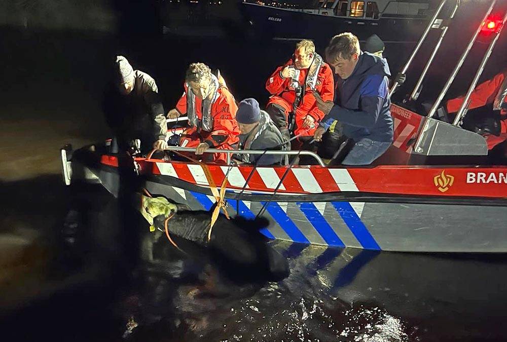 240409 Langweer brandweer reddingkoe