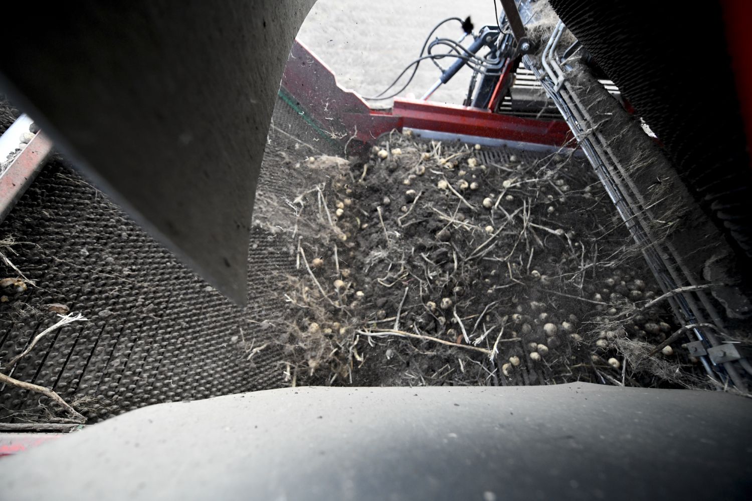 251020 SIntNyk oogst aardappelen 4 c Byldbrege MennoDijkstra 1500