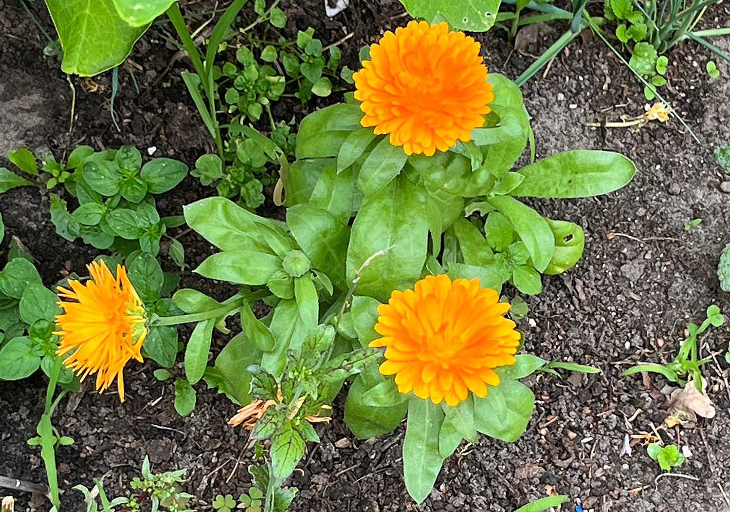 250531 SintNyk Bloeiweek kruiden LageGoudsbloem PytsjeSteneker 2