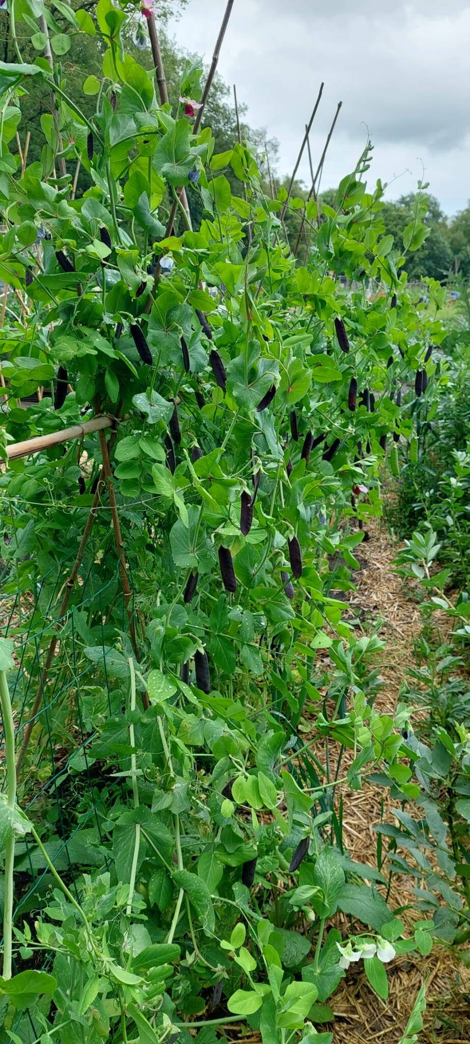 250604 SintNyk Bloeiweek Volkstuin Willemijn tuinbonen