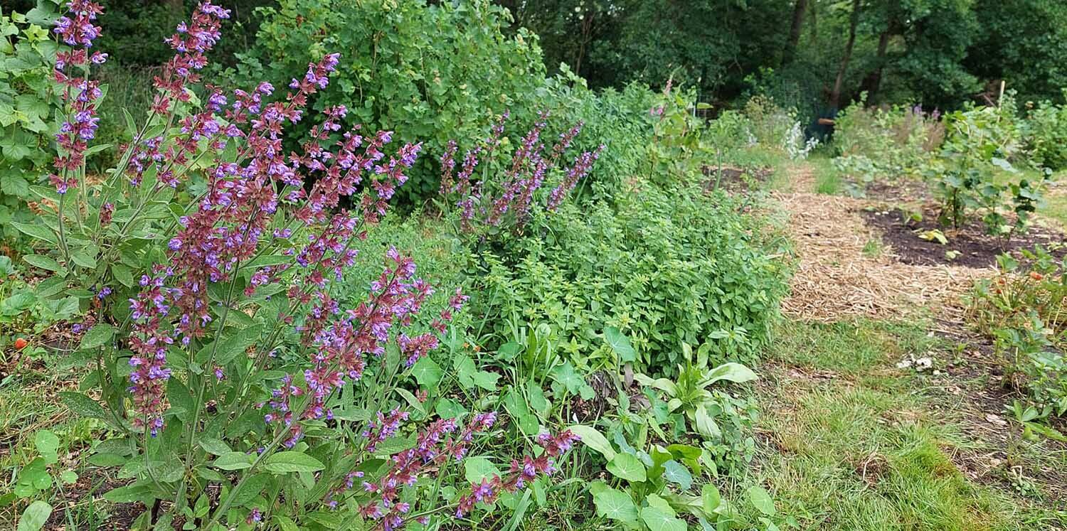 250604 SintNyk Bloeiweek Volkstuin planten