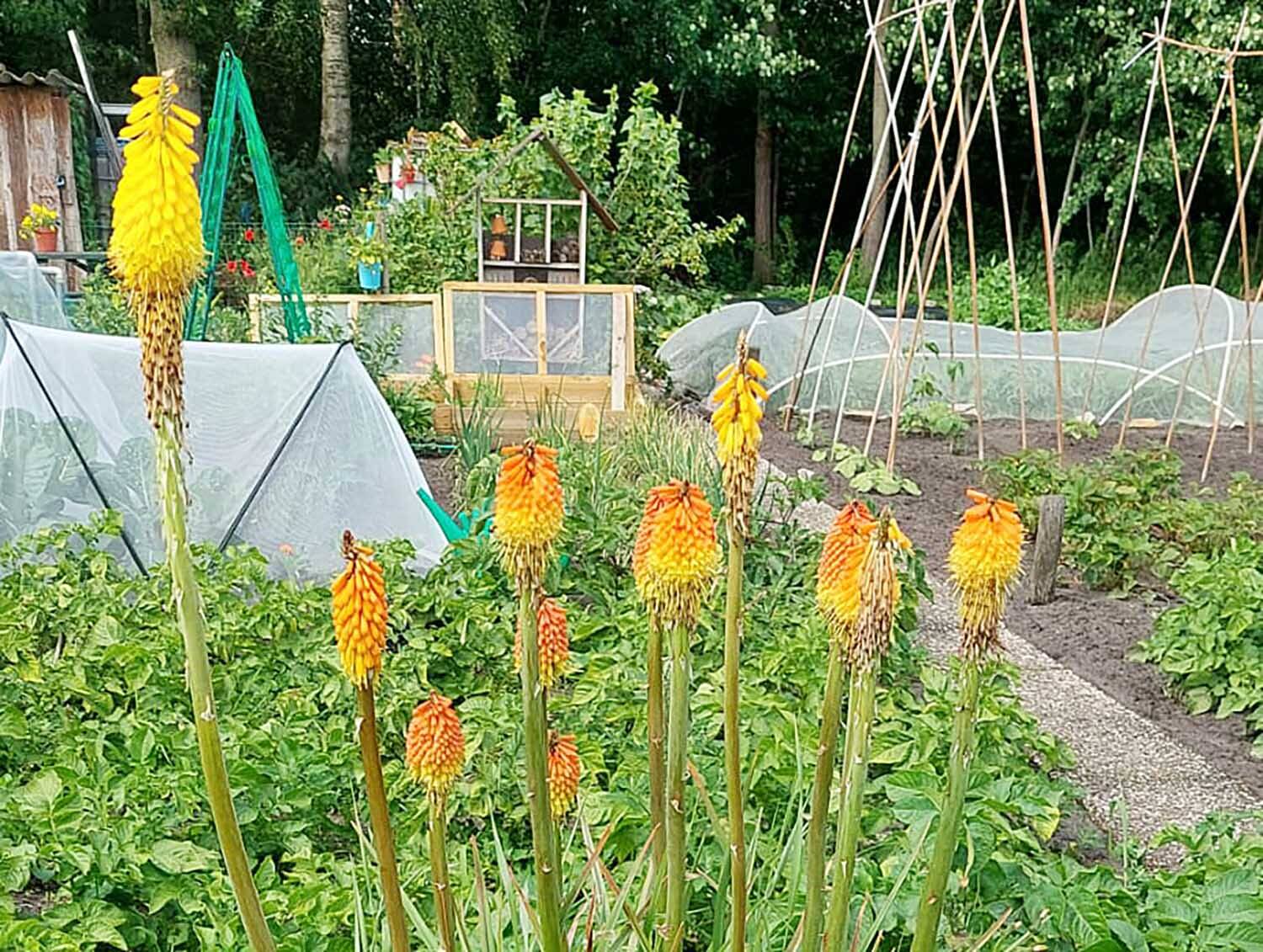 250604 SintNyk Bloeiweek Volkstuin planten2