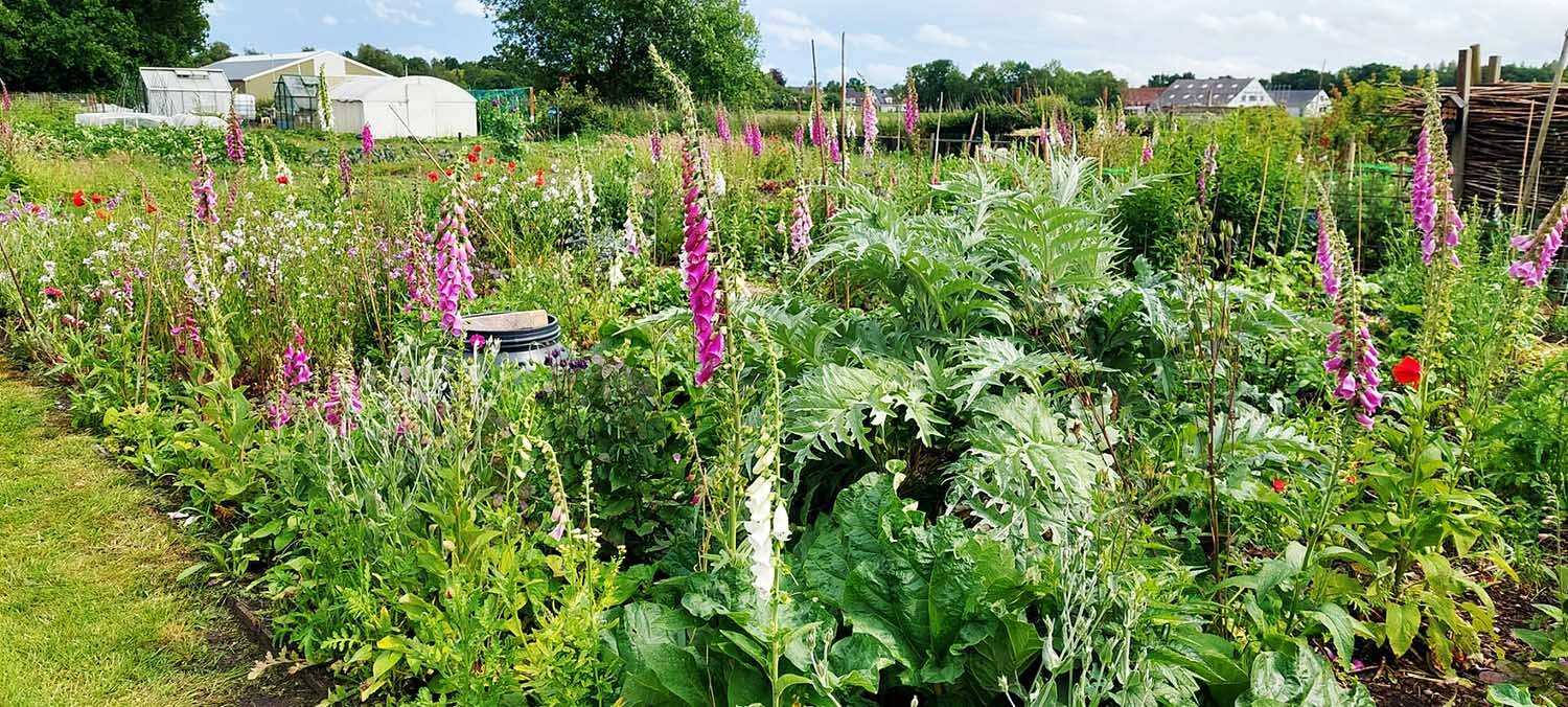 250604 SintNyk Bloeiweek Volkstuin planten3