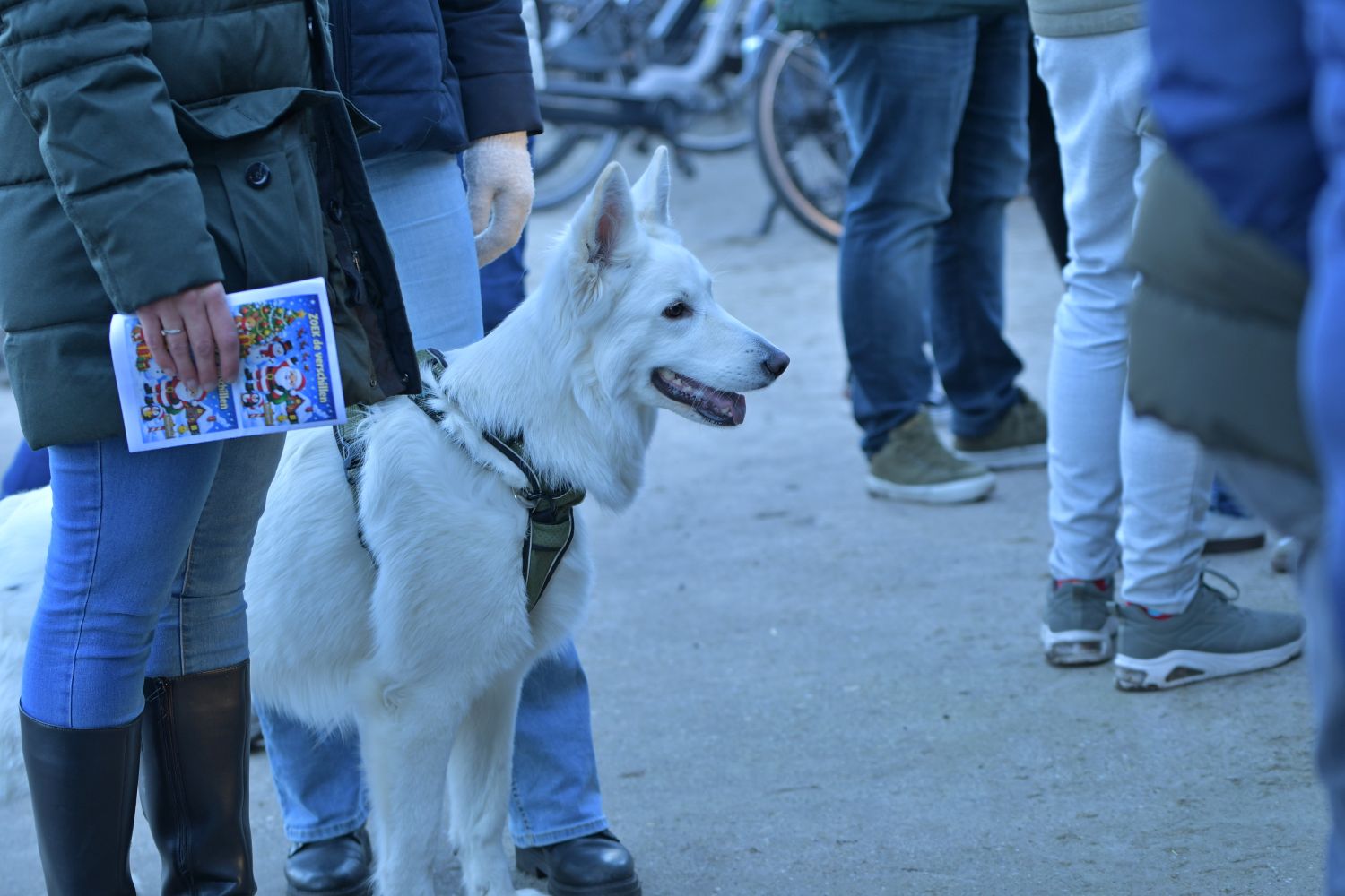 251226 SintNyk Krystkuier 8627 1500