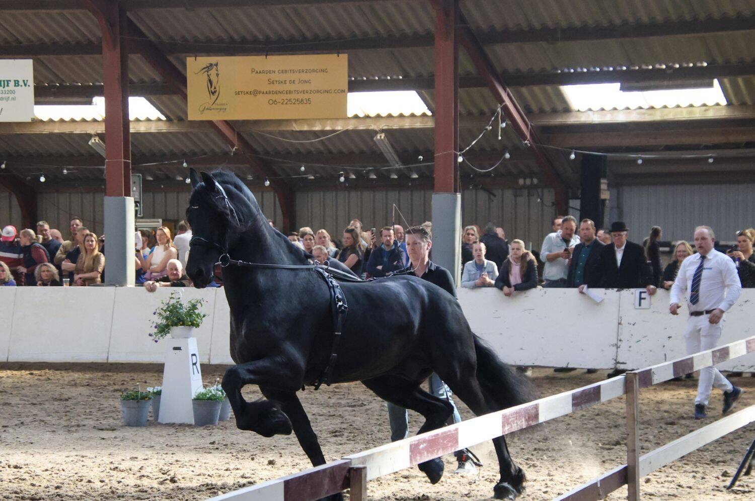 250321 SintNyk Hengstenkeuring2025 3 c YvonneBijma 1500