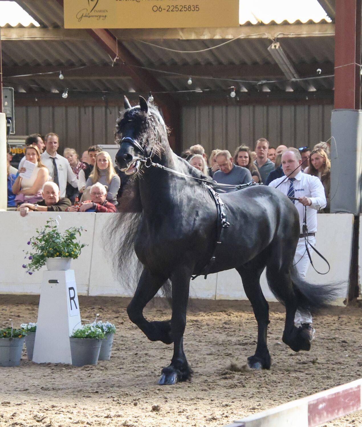 250321 SintNyk Hengstenkeuring2025 4 c YvonneBijma 1500