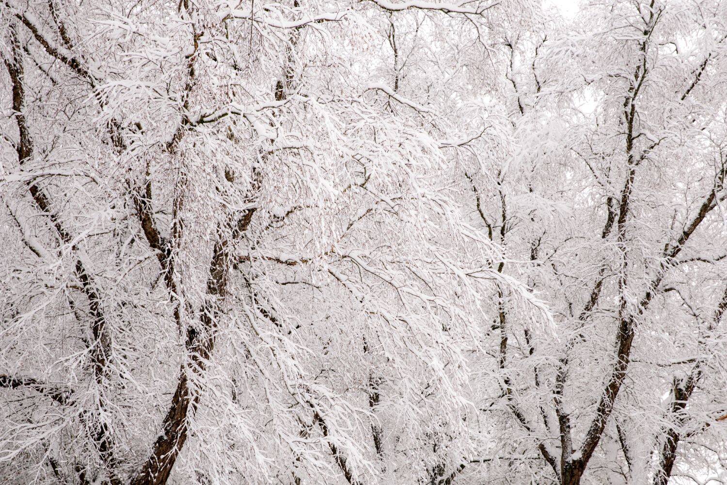 260106 Sint Nyk yn e snie 01 c FotofanFem c FotofanFem 1500