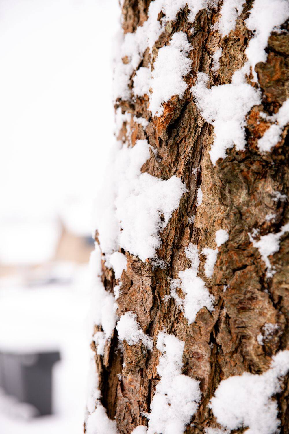 260106 Sint Nyk yn e snie 02 c FotofanFem c FotofanFem 1500