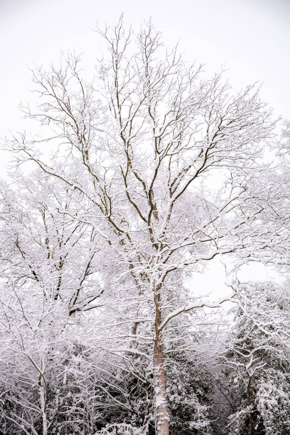 260106 Sint Nyk yn e snie 04 c FotofanFem c FotofanFem 1500