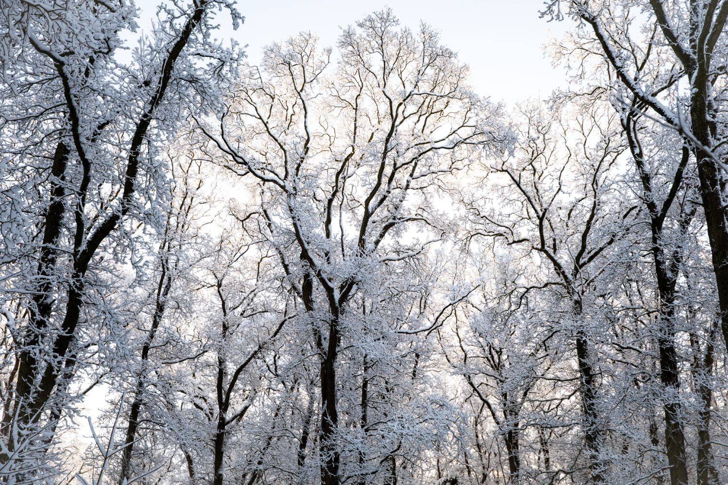 260106 Sint Nyk yn e snie 21 c FotofanFem c FotofanFem 1500