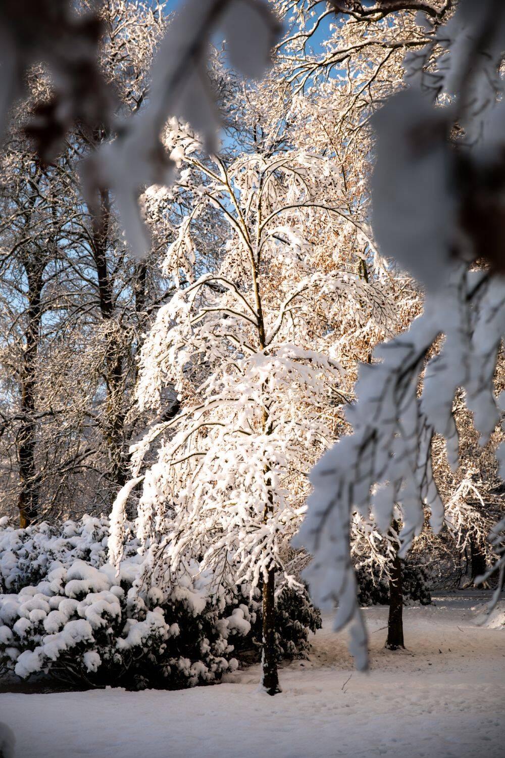 260106 Sint Nyk yn e snie 25 c FotofanFem c FotofanFem 1500