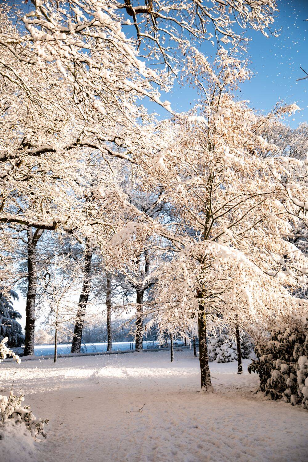 260106 Sint Nyk yn e snie 34 c FotofanFem c FotofanFem 1500