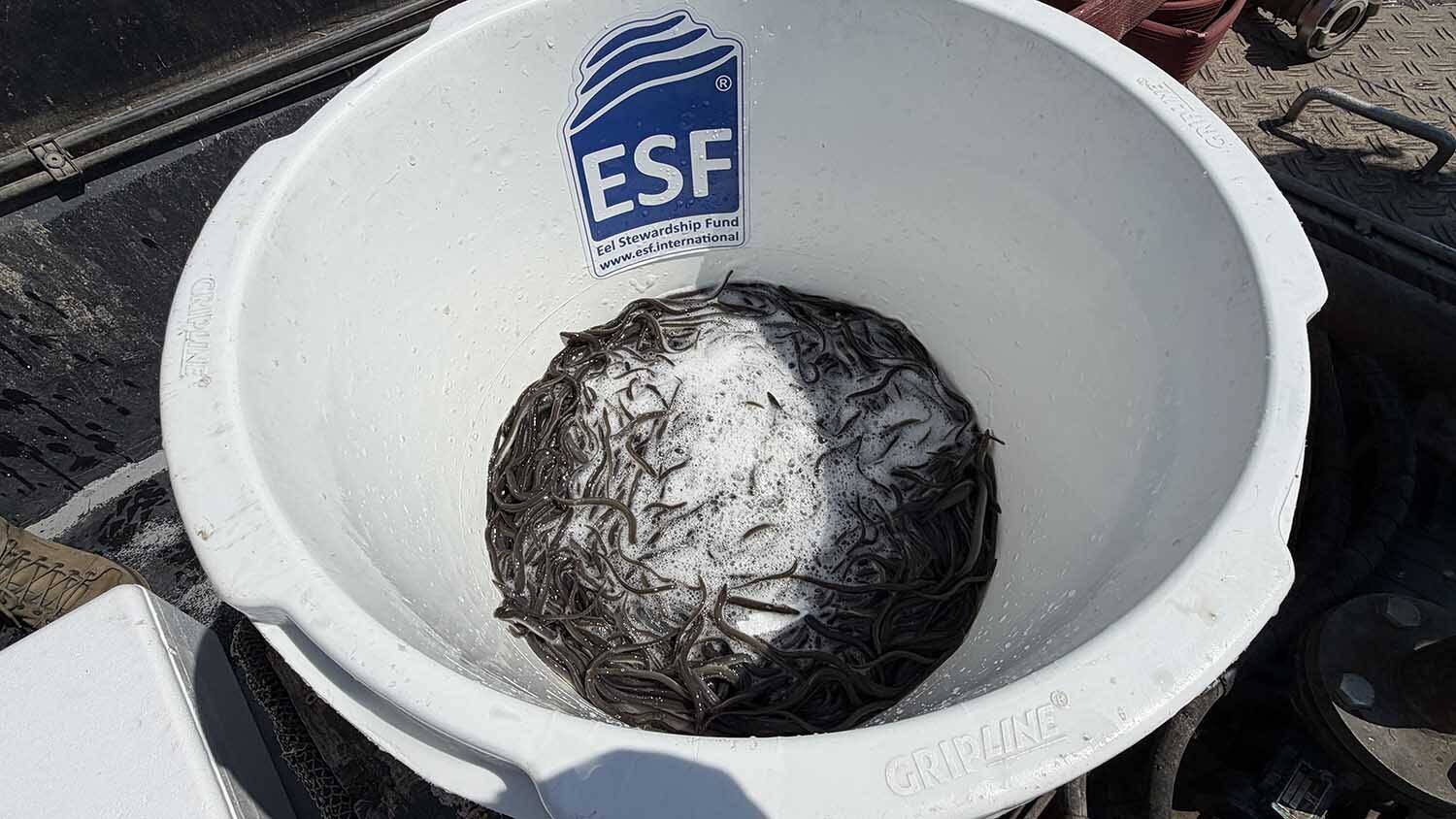 260522 SintNyk Ulesprong uitzettenaaltjes Enkele duizenden pootaaltjes