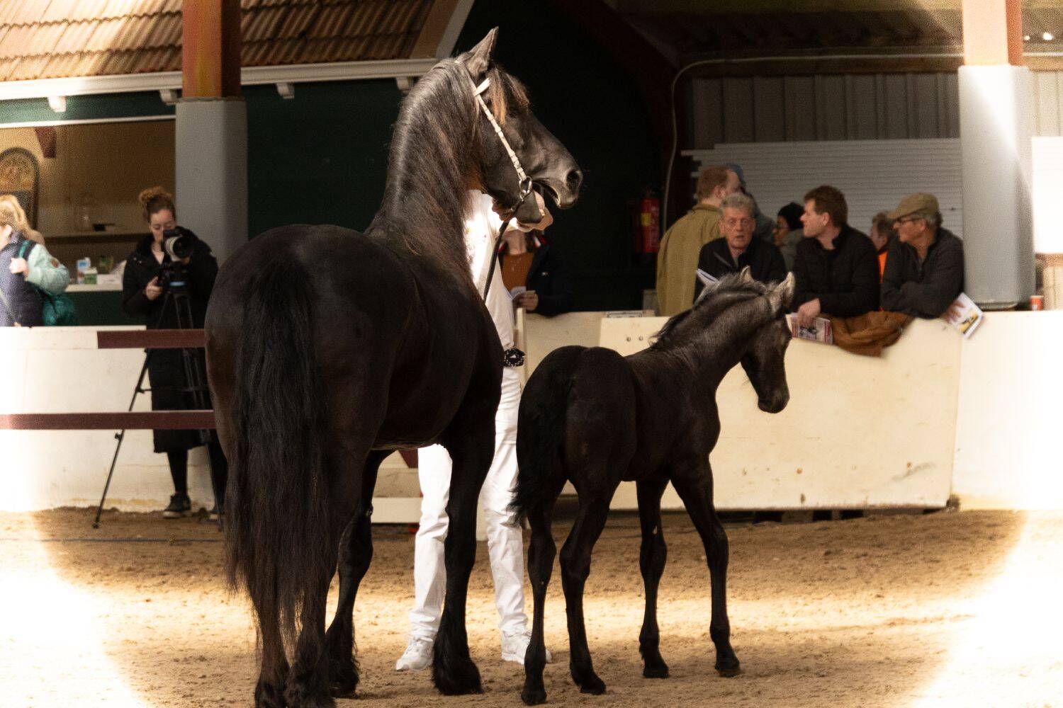 260321 SintNyk hengstenshow 19 c YvonneBijma 1500