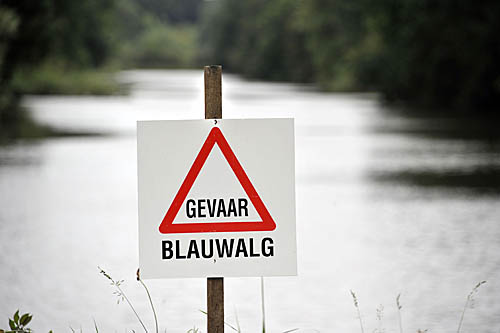 12083152 Blauwalg roodwit bord