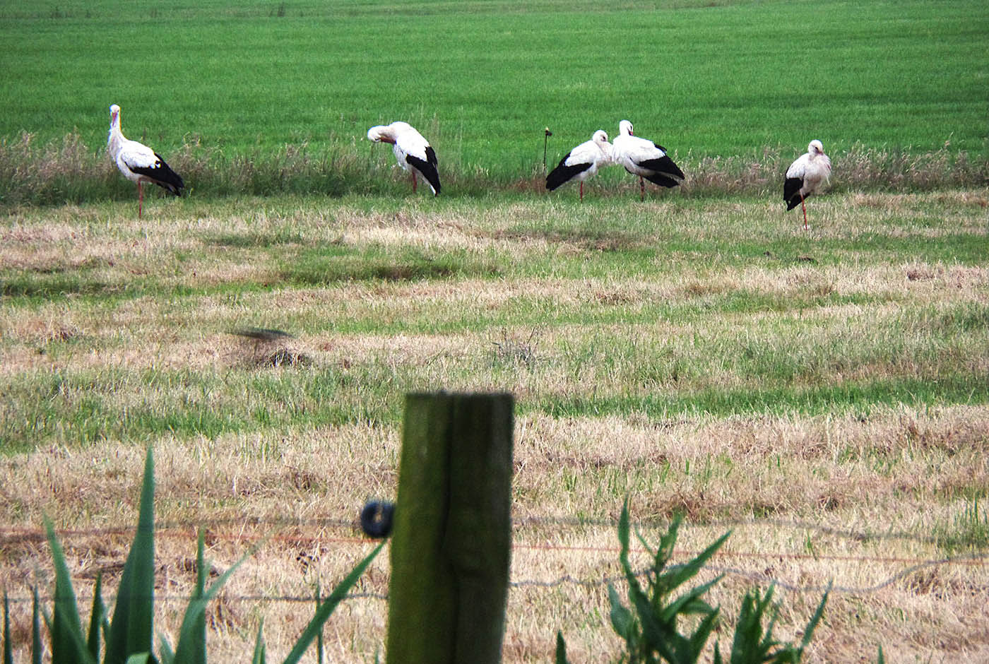 140623 Ooievaars op De Heide