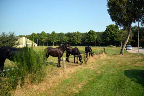 160915 Marsstraat statushouders paarden