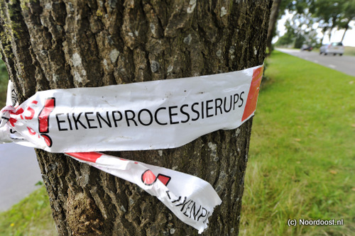 15092253 eikenprocessierups