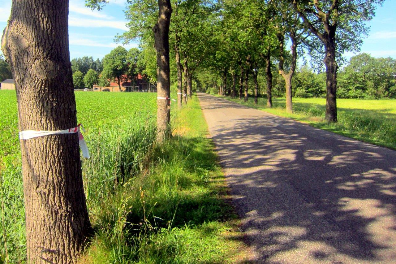 170612 Legemeer eikenprocessierups