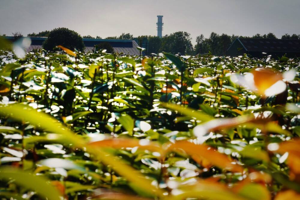 De zandgronden in gemeente De Fryske Marren zijn gewild bij bollentelers. Op de foto een perceel lelies in de buurt van de KPN-straalverbindingstoren van Spannenburg.