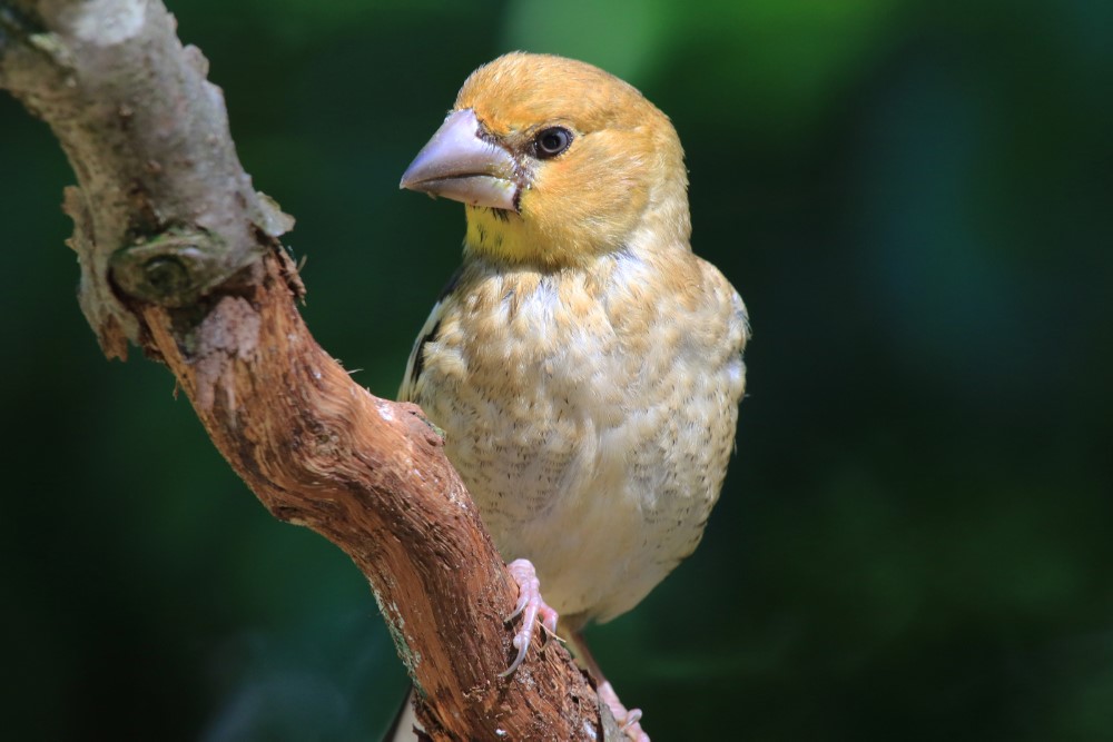 240316 c JanTijsma Appelvink jonge vogel dichtbij 2  1000