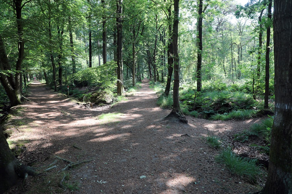 240316 c JanTijsma Landschap Vegelinbos Sint Nicolaasga 4  1000