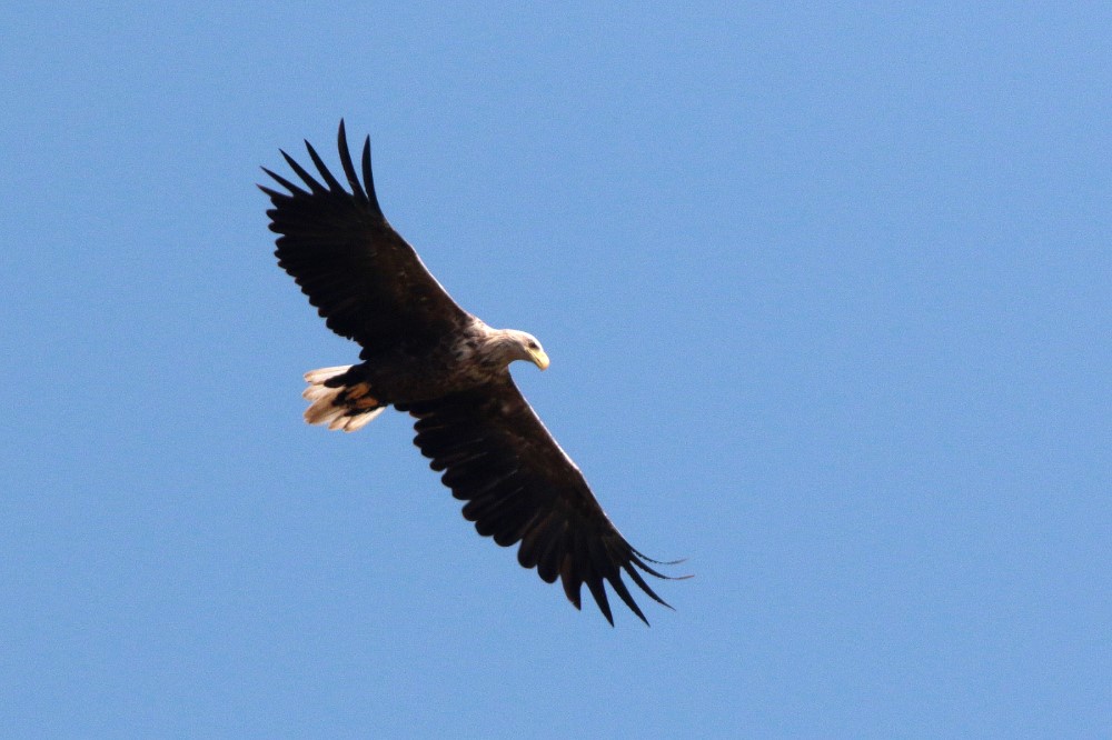 Zeearend in de vlucht.