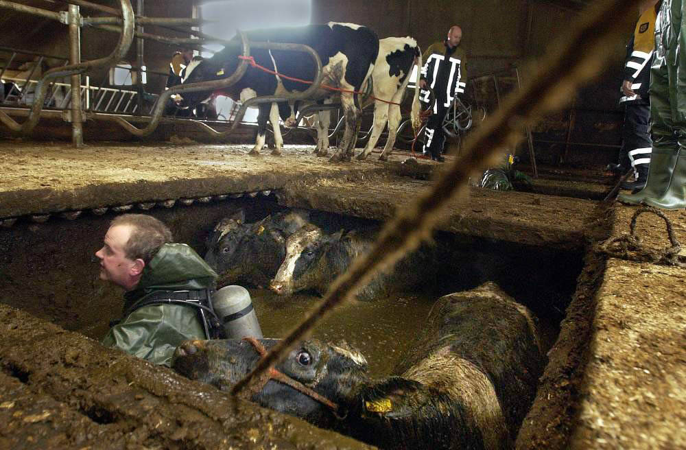 Brandweer haalt koe uit mestkelder