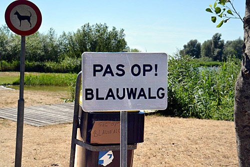 180730 Idskenhuizen strandje blauwalg 500