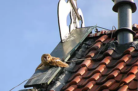 Een jonge, pas uitgevlogen kerkuil van het dak van de boerderij op de jachthaven Sint NIcolaasga. Het beestje zat met zijn pootje onder de draad van de bliksemafleider. Helaas was het pootje gebroken en moest de vogelwacht het diertje laten inslapen.