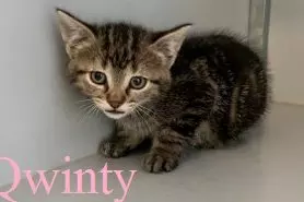 Kitten 51 Qwinty 375x500 naam