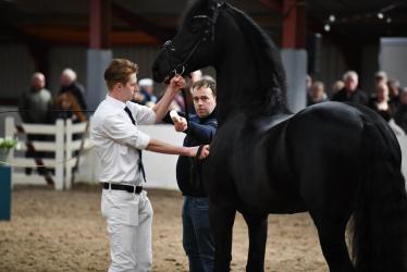 Zo'n 25 dekhengsten naar Hengstenshow Sint Nyk