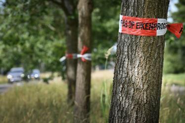 Gemeente start bestrijding eikenprocessierups