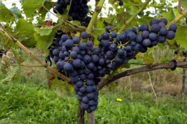 Wijndomein Sint Nyk over PFAS: ,,Sa natuerlik mooglik wurkje’'