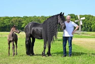 Negentiende veulen voor Friese merrie Eelk fan Synaeda