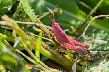 Zeldzame roze gekleurde sprinkhaan in Sint Nyk