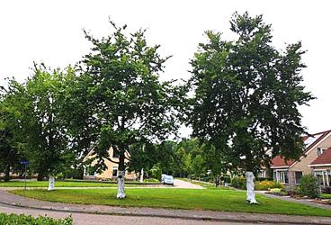 Proef Sint Nyk: Witte laag beschermt bomen tegen brandende zon