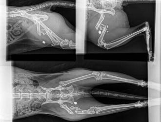 Huiskat Idskenhuizen beschoten met luchtdrukwapen, poot geamputeerd