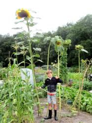Sytse Schaap winnaar zonnebloemwedstrijd Sint Nyk